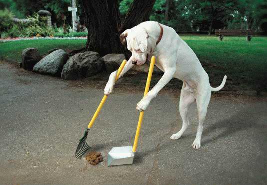 Dog scooping poop